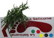 salicorne p